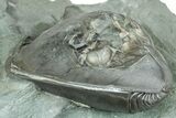 Wide, Enrolled Isotelus Trilobite - Indiana #325793-2